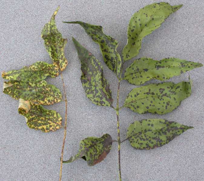 Leaf Spot Diseases of Shade Trees and Ornamentals